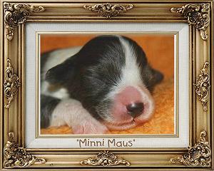 Minni Maus