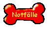 Beardie in Not