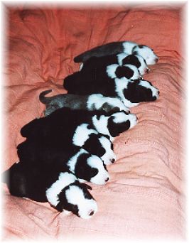 Die Babys mit 14 Tagen