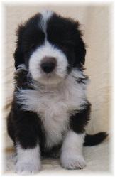 Watson