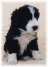 Winston