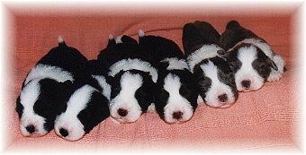 Die dicken Babys mit 14 Tagen