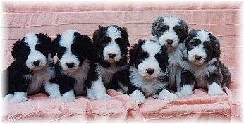 Die Babys mit 7 Wochen