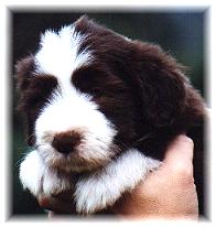Archie