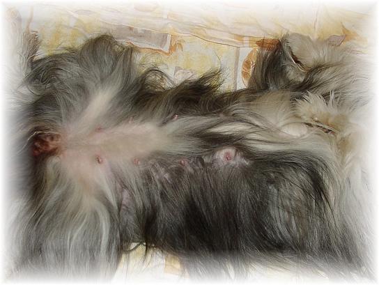 Zandys Babiebauch!