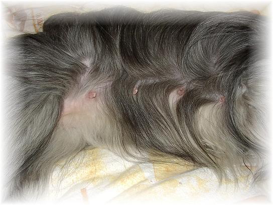 Zandy´s Bauch am 16. November