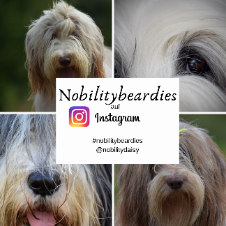 Nobilitybeardies3